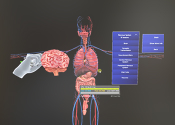 MR- Human Anatomy Training